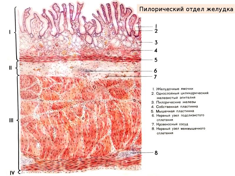 Общий план строения пищеварительной системы гистология