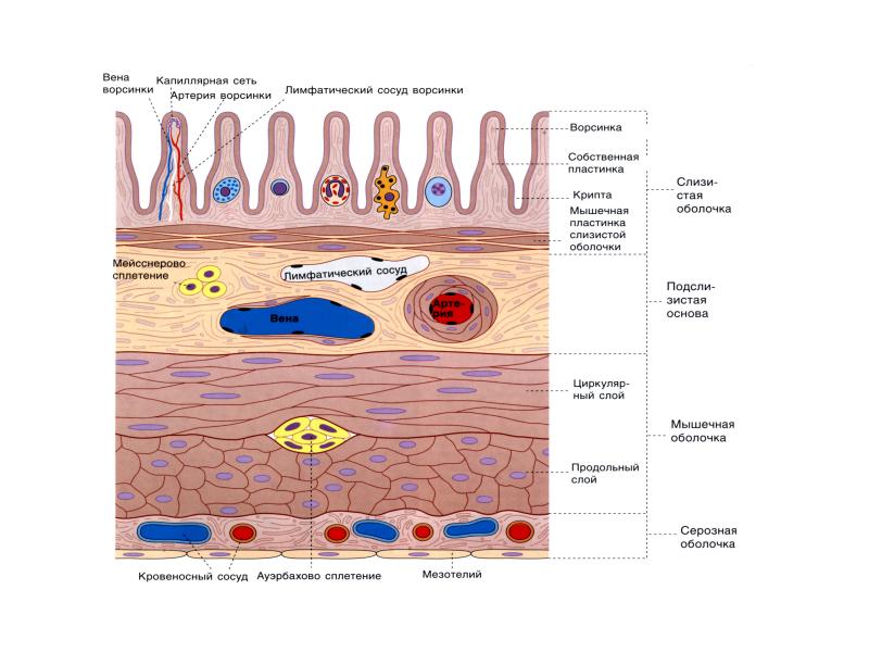 Общий план строения стенки пищеварительной трубки гистология