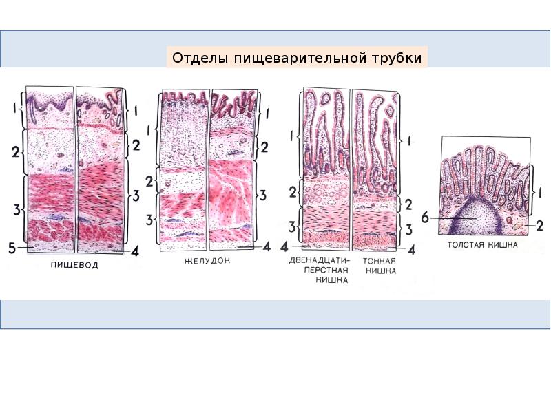 Пищеварительная система презентация гистология