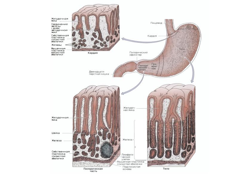 Общий план строения пищеварительной трубки гистология