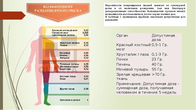 Действие радиации на организм человека презентация