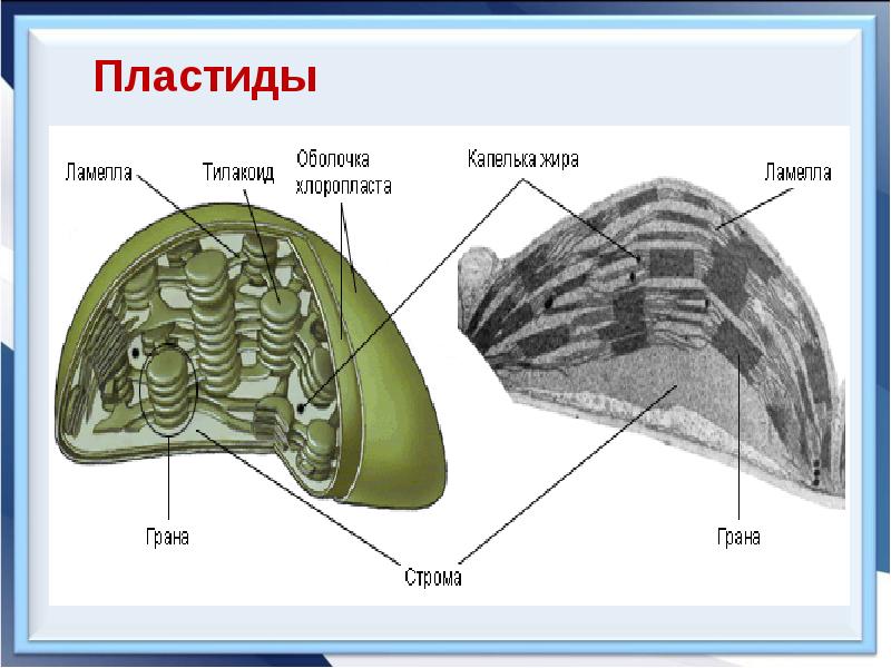 Пластиды строение