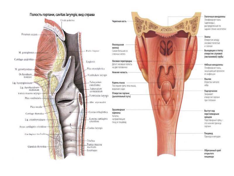 Анатомия горла и гортани человека фото