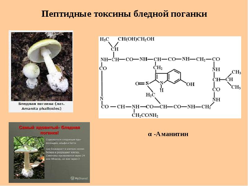 Биохимия картофеля презентация