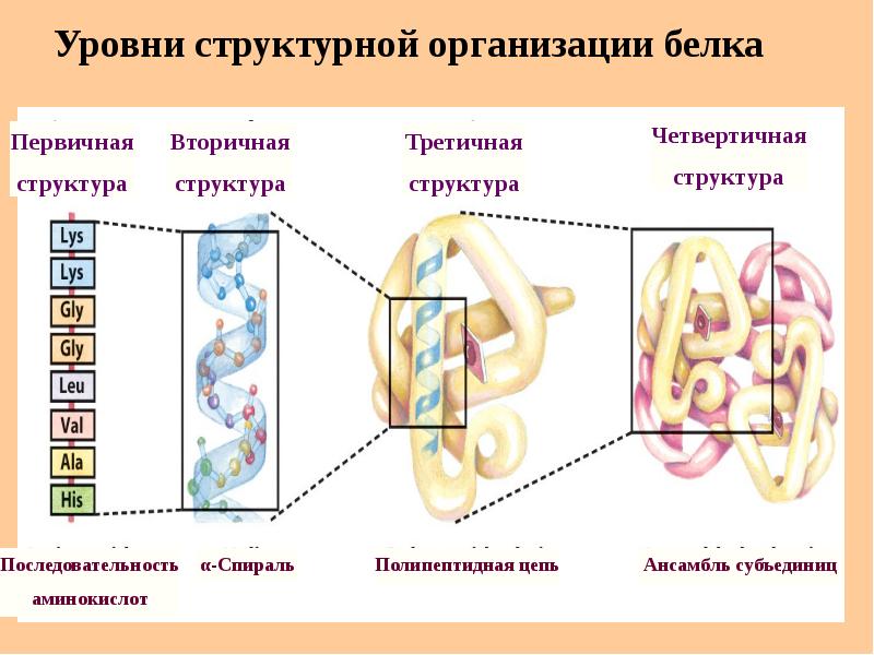 Уровни структурной организации белков. Уровни организации белковой.