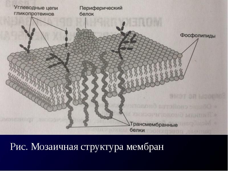 Молекулярная организация. Молекулярная организация мембран. Молекулярная организация клеточных мембран. Молекулярная организация универсальной биологической мембраны. Схему молекулярной организации мембраны.