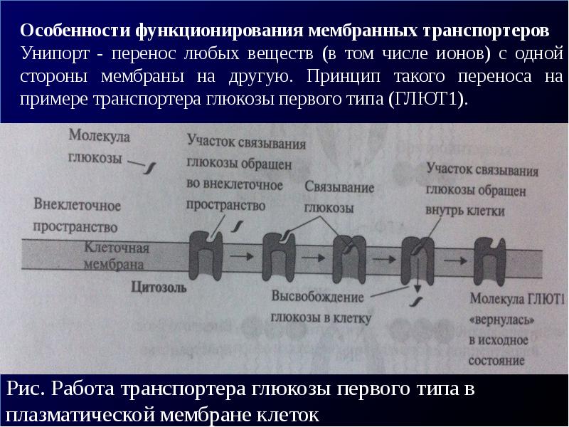 Молекулярная организация. Мембранный конвейер. Мембранный конвейер клетки это. Транспортеры мембран. Пример мембранного конвейера.