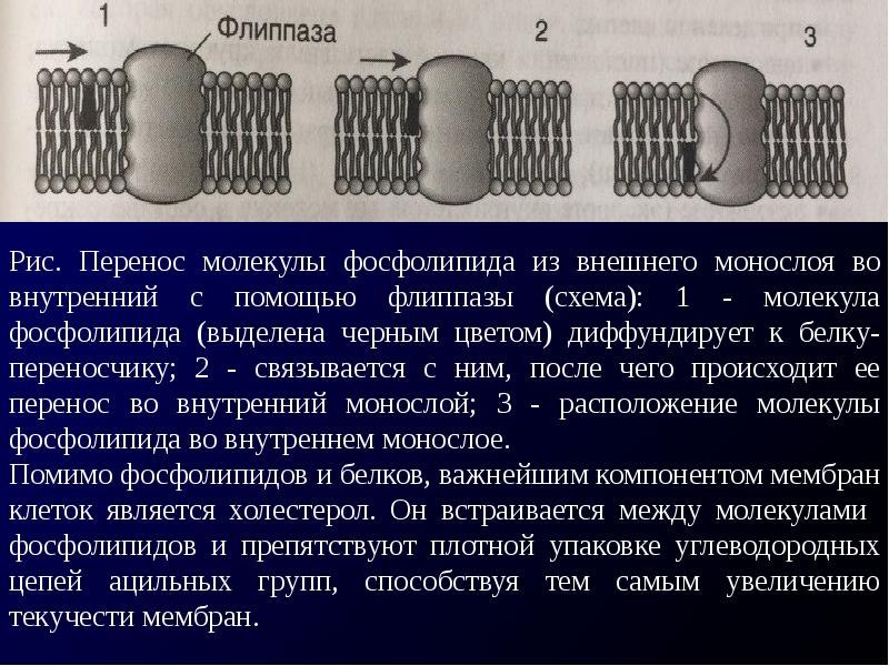 Молекулы перенос. Молекулярная организация клеточной оболочки. Молекулярная организация биологических мембран. Молекулярная организация клеточных мембран. Флиппаза.