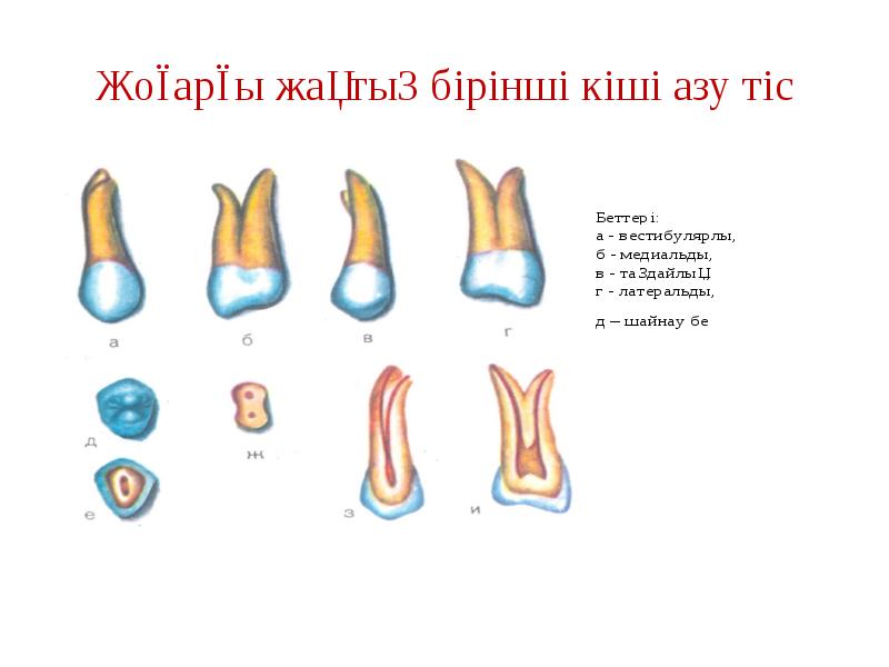 Жоғарғы жақтың бірінші кіші азу тіс Жоғарғы жақтың бірінші кіші азу тіс