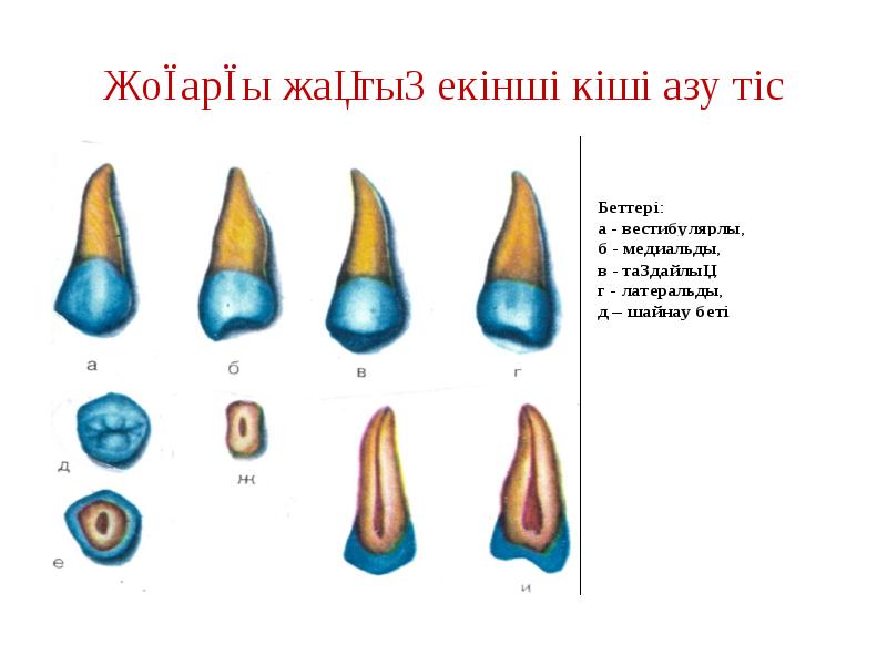 Жоғарғы жақтың екінші кіші азу тіс Жоғарғы жақтың екінші кіші азу тіс