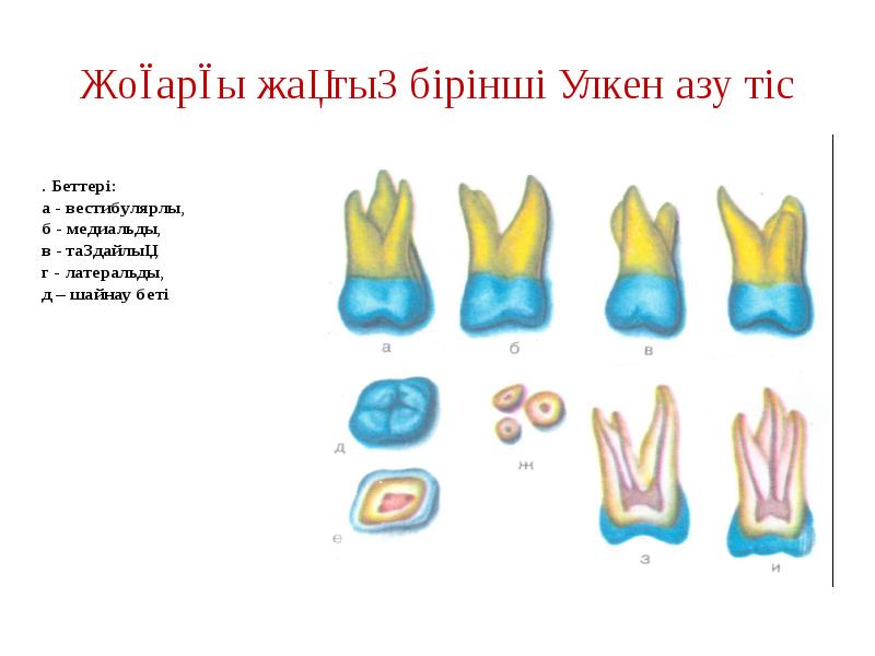 Жоғарғы жақтың бірінші үлкен азу тіс Жоғарғы жақтың бірінші үлкен азу тіс