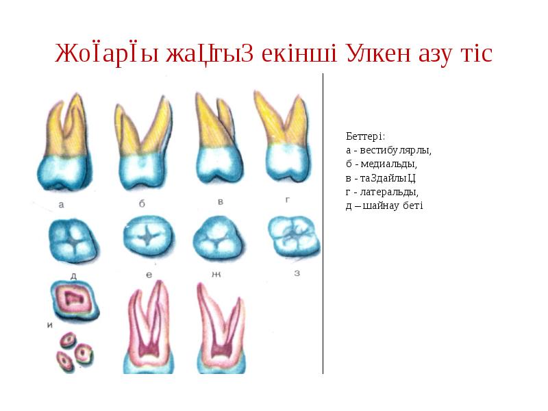 Жоғарғы жақтың екінші үлкен азу тіс Жоғарғы жақтың екінші үлкен азу тіс