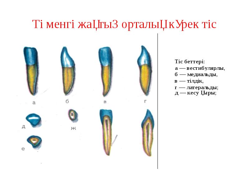 Төменгі жақтың орталық күрек тіс Төменгі жақтың орталық күрек тіс