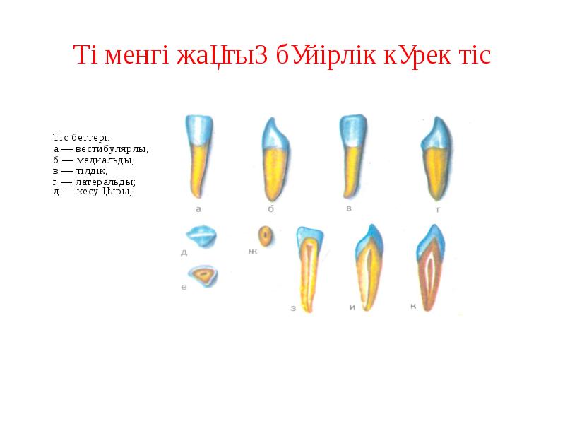 Төменгі жақтың бүйірлік күрек тіс Төменгі жақтың бүйірлік күрек тіс