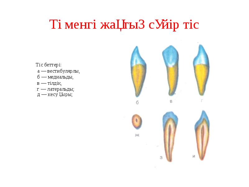 Төменгі жақтың сүйір тіс Төменгі жақтың сүйір тіс
