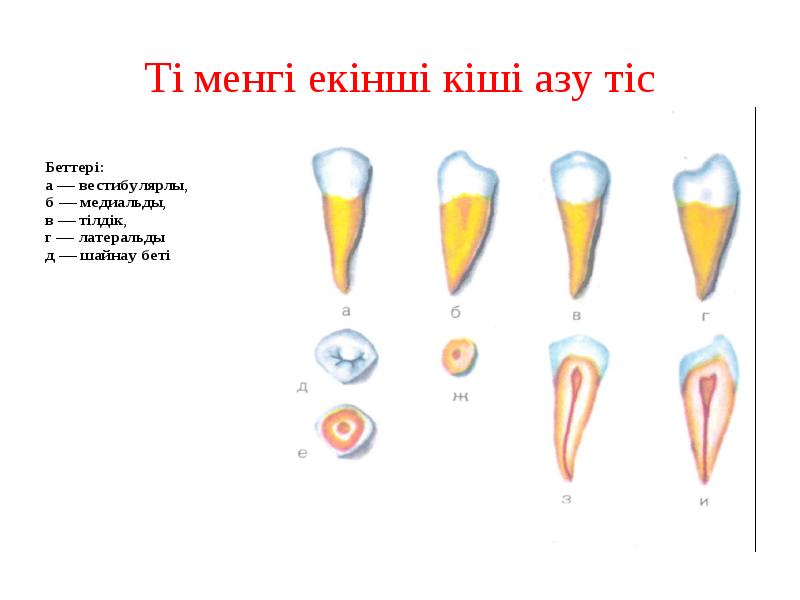 Төменгі екінші кіші азу тіс Төменгі екінші кіші азу тіс
