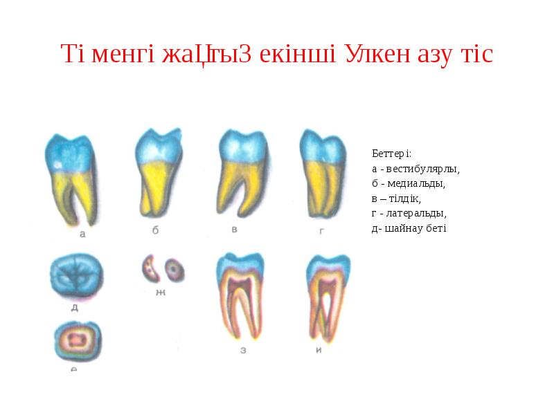 Төменгі жақтың екінші үлкен азу тіс Төменгі жақтың екінші үлкен азу тіс