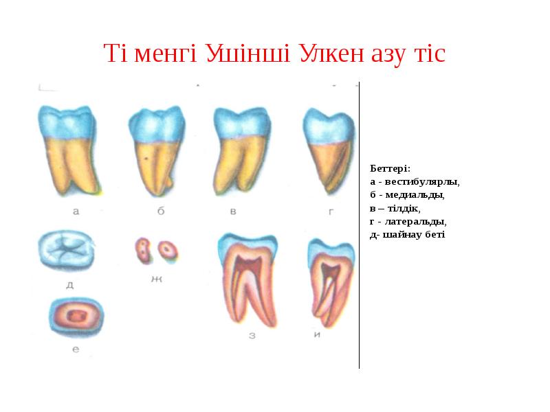 Төменгі үшінші үлкен азу тіс Төменгі үшінші үлкен азу тіс