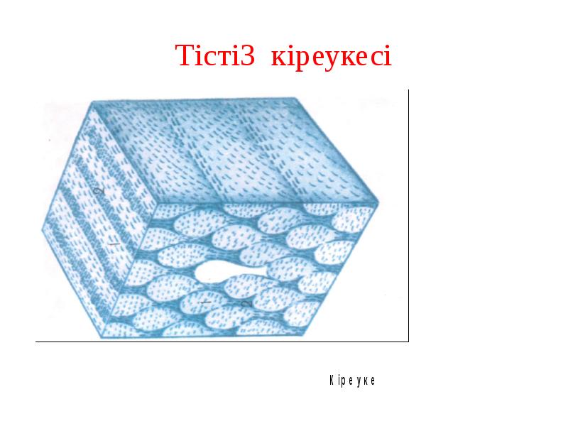 Тістің кіреукесі Тістің кіреукесі