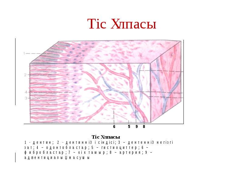 Тіс ұлпасы Тіс ұлпасы