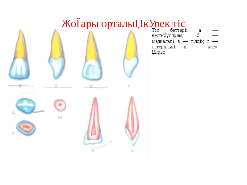 Жоғары орталық күрек тіс Жоғары орталық күрек тіс