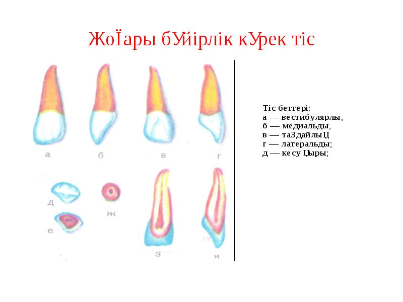 Жоғары бүйірлік күрек тіс Жоғары бүйірлік күрек тіс