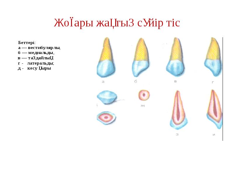 Жоғары жақтың сүйір тіс Жоғары жақтың сүйір тіс