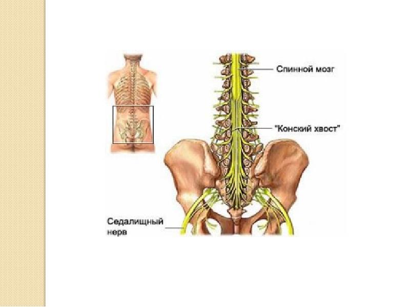 Спинной мозг неврология презентация