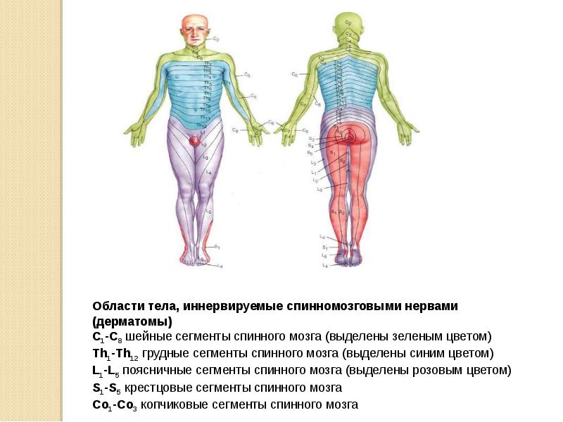 Дерматомы в неврологии схема