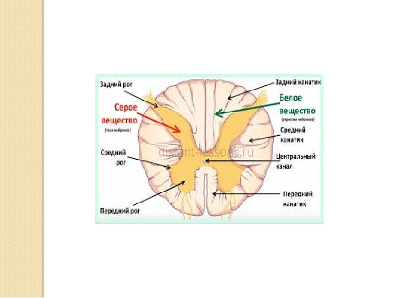 Спинной мозг неврология презентация