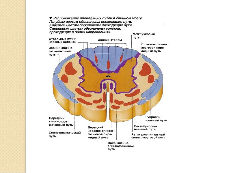 Схему прохождения восходящих и нисходящих путей в спинном мозге