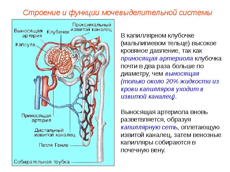 Схема строения мочевыделительной системы