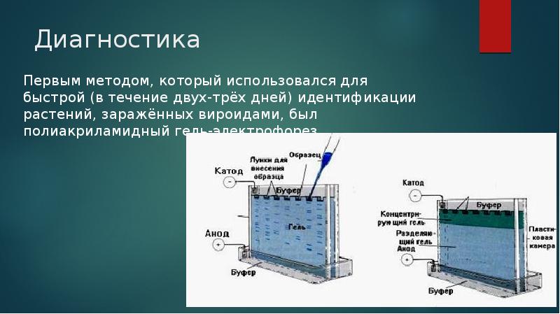 Электрофорез в полиакриламидном геле презентация