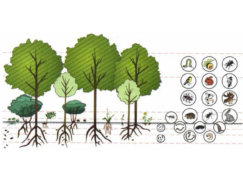 Ярусность леса рисунок