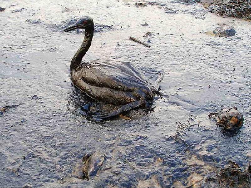 Последствия загрязнения воды фото