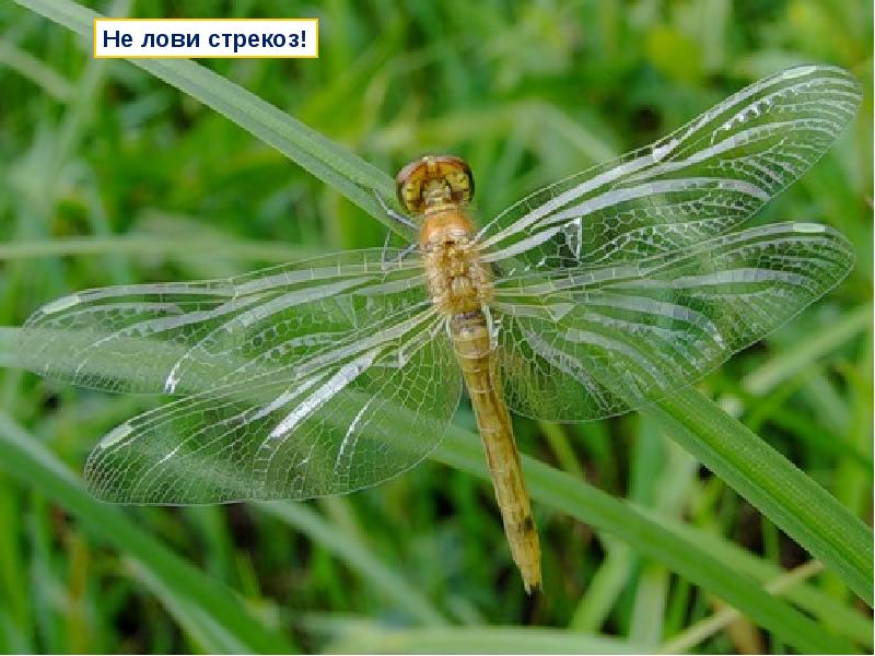 Поймал стрекозу. Поймать стрекозу. Стрекоза охотится. Поймал стрекозу. Стрекоза с добычей.