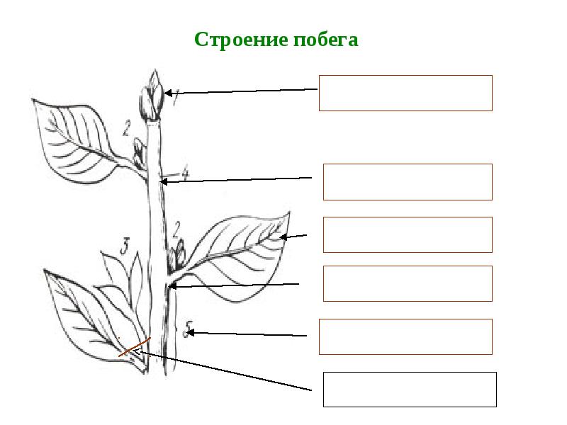 Рисунок побега растения