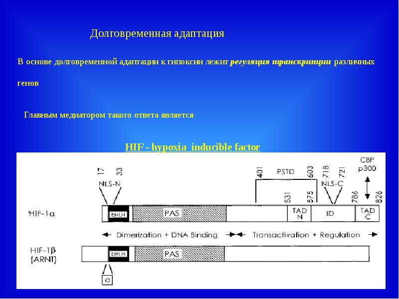 Адаптация организма к гипоксии презентация