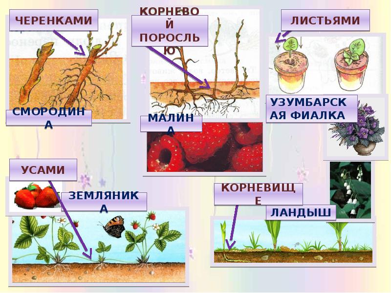 Для чего цветет цветок презентация 3 класс умк гармония