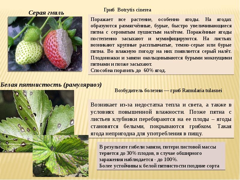 Болезни ягоды клубники описание с фотографиями