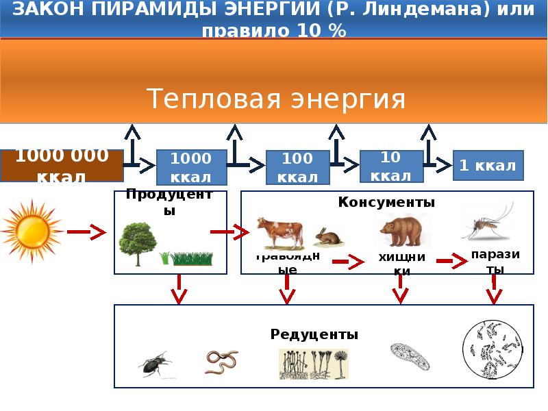 Пирамиды энергии задачи