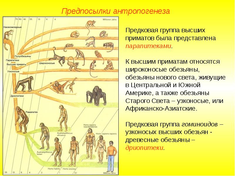 Эволюция человека презентация