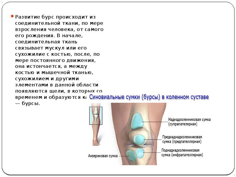 Строение опорно двигательного аппарата человека презентация