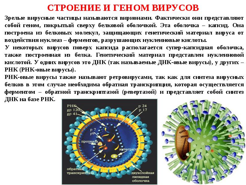 Рнк геномные вирусы. Капсид белковая оболочка вируса. Строение генома вируса. Структура генома вирусов. Структура вирусного генома.