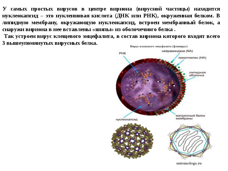 Вирусную частицу называют