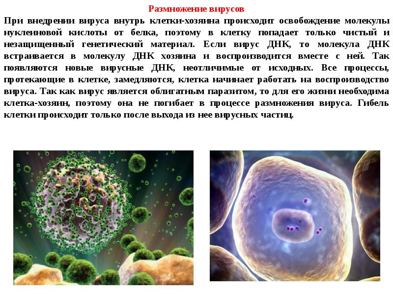 Индивидуальный проект по биологии вирусы