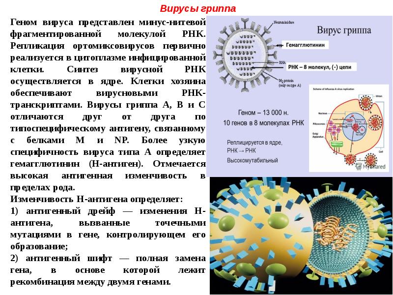 Рнк геномные вирусы. Строение вируса гриппа микробиология. Геном вируса гриппа. Генетический материал вируса гриппа. Вирусная клетка.