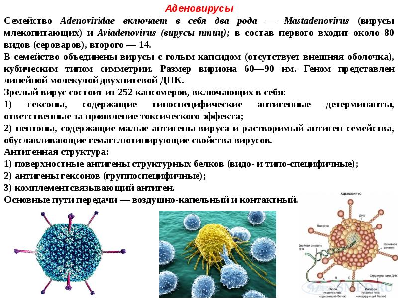 Наличие вирусов. Строение аденовируса микробиология. Семейство Adenoviridae. Аденовирус строение вириона. Антигены аденовирусов микробиология.