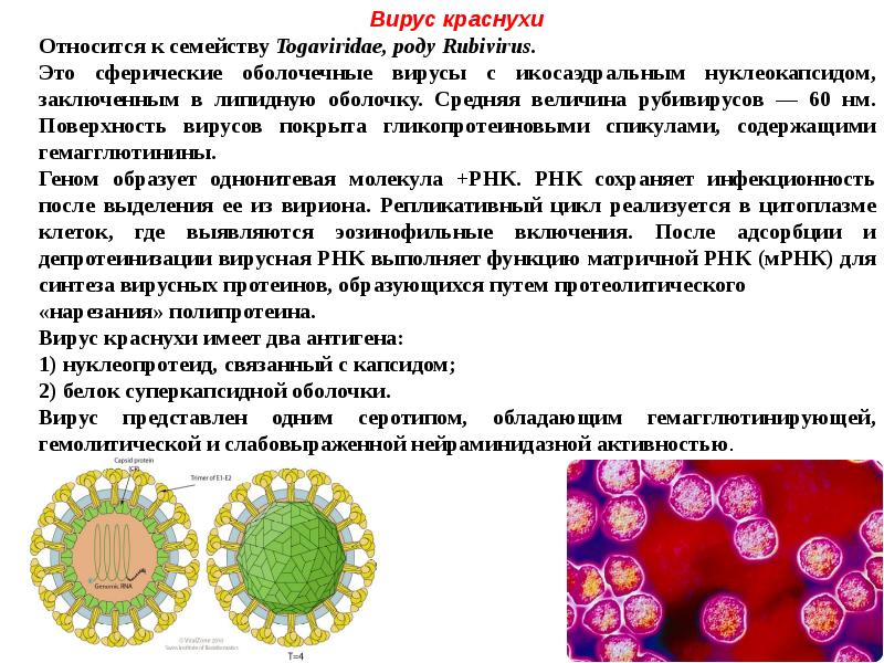 Краснуха вирус. Rubella virus - вирус краснухи. Вирус краснухи морфология микробиология. РНК-содержащий вирус краснухи (Rubella virus).. Вирус краснухи нуклеокапсид.