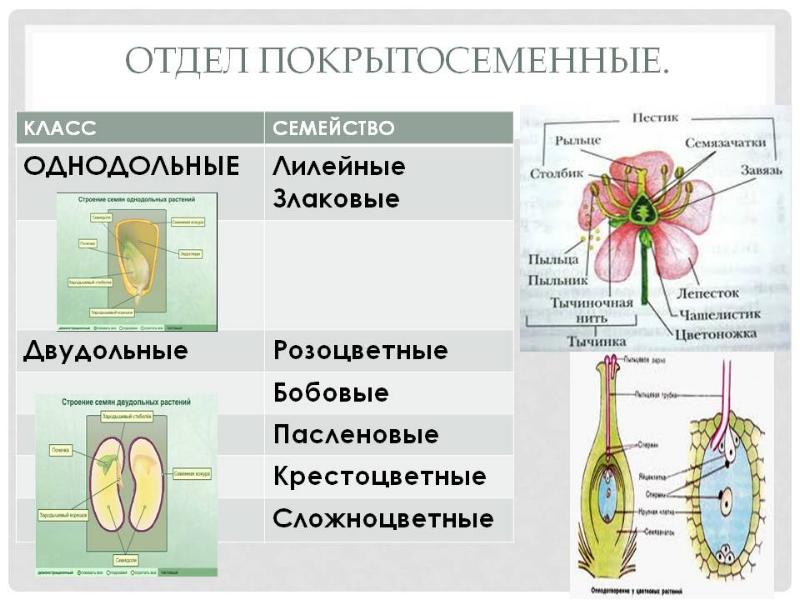 Признаки двудольных и однодольных растений презентация